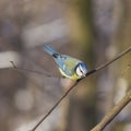 Eurasian blue tit Cyanistes caeruleus sitting in branches, closeup portrait, selective focus, shallow DOF Royalty Free Stock Photo