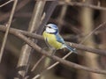 Eurasian blue tit Cyanistes caeruleus sitting in branches, closeup portrait, selective focus, shallow DOF Royalty Free Stock Photo