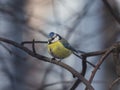 Eurasian blue tit Cyanistes caeruleus sitting in branches, twilight closeup portrait, selective focus, shallow DOF Royalty Free Stock Photo