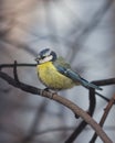 Eurasian blue tit Cyanistes caeruleus sitting in branches, twilight closeup portrait, selective focus, shallow DOF Royalty Free Stock Photo