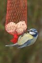 The Eurasian blue tit Cyanistes caeruleus sitting on feeder with tallow in the middle of forest in taiga