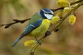 The Eurasian blue tit, Cyanistes caeruleus Royalty Free Stock Photo