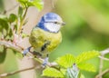 The Eurasian blue tit bird Royalty Free Stock Photo