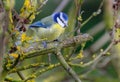 The Eurasian blue tit (Cyanistes caeruleus) is a small passerine bird in the tit family. Royalty Free Stock Photo