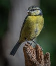 The Eurasian blue tit Cyanistes caeruleus Royalty Free Stock Photo