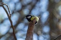 The Eurasian blue tit Cyanistes caeruleus is a small passerine bird in the tit family, Paridae. It is easily recognisable by its