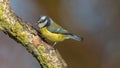 Eurasian blue tit Royalty Free Stock Photo