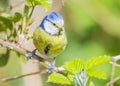 The Eurasian blue tit (Cyanistes caeruleus) is a small blue yellow and white passerine bird Royalty Free Stock Photo