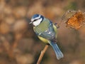 Eurasian blue tit on dry sunflower