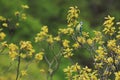 Eurasian blue tit Royalty Free Stock Photo