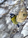 The Eurasian blue tit Royalty Free Stock Photo