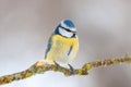 Eurasian blue tit perching on a twig