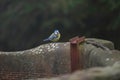 Eurasian blue tit perched on edge of old water well.