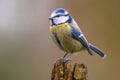 Eurasian Blue Tit perched on log Royalty Free Stock Photo