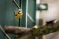 Eurasian blue tit perched on a metal fence Royalty Free Stock Photo