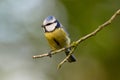 Eurasian Blue Tit Sitting On Tree Royalty Free Stock Photo