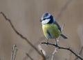 Eurasian blue tit looks prety