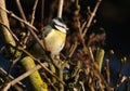 The Eurasian blue tit is a small passerine bird in the tit family, Paridae.