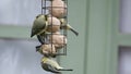 Young bluetits on urban garden fat ball feeder.