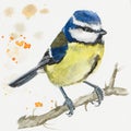 Eurasian blue tit