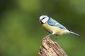 Eurasian blue tit in tree Royalty Free Stock Photo