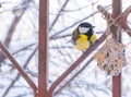 Eurasian blue tit (Parus caeruleus) and great tit (Parus major) on a snowy bird feeder Royalty Free Stock Photo