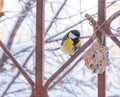 Eurasian blue tit (Parus caeruleus) and great tit (Parus major) on a snowy bird feeder Royalty Free Stock Photo