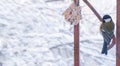 Eurasian blue tit (Parus caeruleus) and great tit (Parus major) on a snowy bird feeder