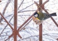 Eurasian blue tit (Parus caeruleus) and great tit (Parus major) on a snowy bird feeder Royalty Free Stock Photo