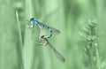 Eurasian Bluets Damselflies ( Coenagrion )