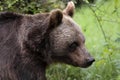 Eurasian brown bear