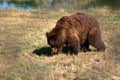 Eurasian brown bear Royalty Free Stock Photo