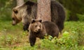 Eurasian Brown bear cub with a bear mama in the forest Royalty Free Stock Photo