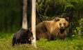 Eurasian Brown bear cub with a bear mama in the forest Royalty Free Stock Photo