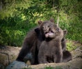 Eurasian Brown Bear Cubs Playing Royalty Free Stock Photo