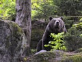 Eurasian brown bear in forest