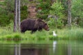 Eurasian brown bear and herring gull