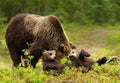 Eurasian brown bear mama and her playful cubs in a forest Royalty Free Stock Photo