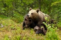 Eurasian brown bear mama and her playful cubs in a forest Royalty Free Stock Photo