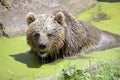 Eurasian Brown Bear