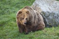 Eurasian Brown Bear