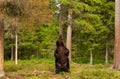 Eurasian Brown bear standing on its rear legs and scratching back against tree Royalty Free Stock Photo