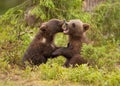 Eurasian brown bear (Ursos arctos) cubs Royalty Free Stock Photo