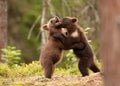 Eurasian brown bear (Ursos arctos) cubs