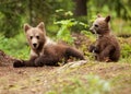 Eurasian brown bear (Ursos arctos) cubs Royalty Free Stock Photo