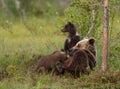 Eurasian brown bear (Ursos arctos) with cubs Royalty Free Stock Photo