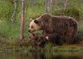 Eurasian brown bear (Ursos arctos) with cubs Royalty Free Stock Photo