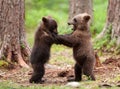 Eurasian brown bear (Ursos arctos) cubs Royalty Free Stock Photo