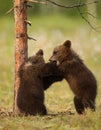 Eurasian brown bear (Ursos arctos) cubs Royalty Free Stock Photo