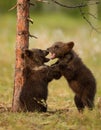 Eurasian brown bear (Ursos arctos) cubs Royalty Free Stock Photo